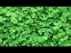 أجهزة الذكية ذات الجودة من الصين